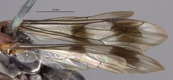 Media type: image;   Entomology 26598 Aspect: Wing front